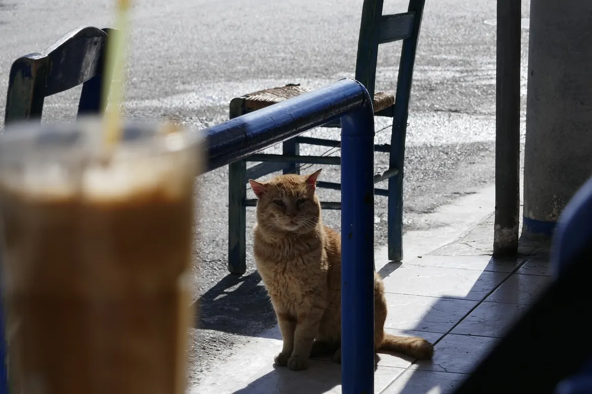 Pet Shop